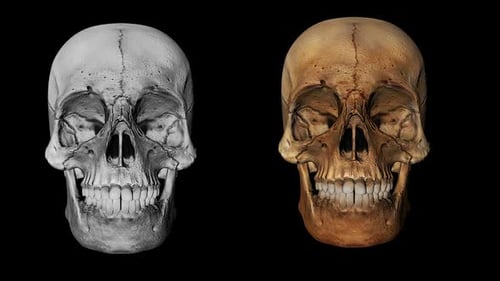 3d 2 Skull Alpha Loop