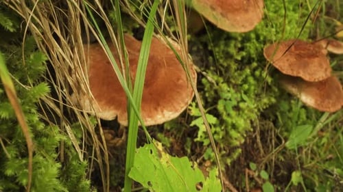 Poisonous Mushroom From the Alps