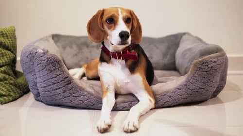 Sad and bored Beagle Dog