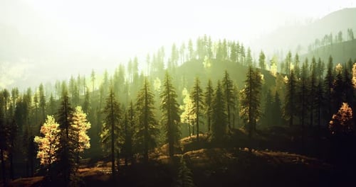 Majestic Forest Landscape Illuminated By Morning Sunlight in Autumn
