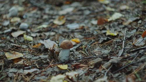 Edible Boletus Mushroom Growing in Autumn Forest