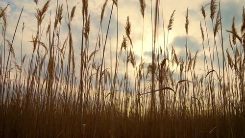 Dry Orange Reeds Movements Sways in Wind During Sunset at River Bank