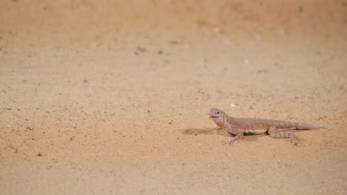 A Scaled Reptile Moving Across Sandy Desert Landscape