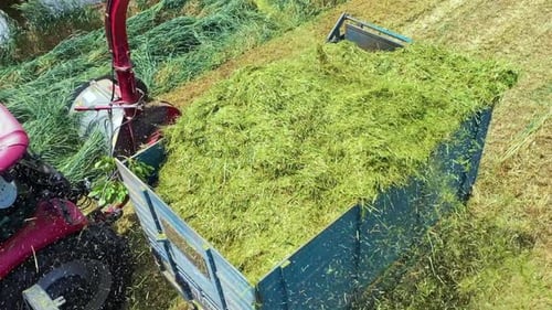 Traktoren, die Silage auf dem Feld herstellen