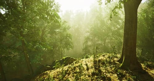 Golden Morning Light Filters Through Dense Forest Foliage in Tranquil Setting