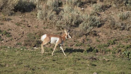 Pronghorn Walking Through Grassy Field in the Daytime