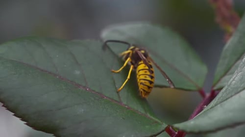 Yellow Jacket Wasp on Leaf Close Up