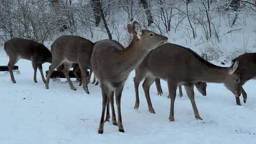 Group of Wild Deer in Snowy Forest