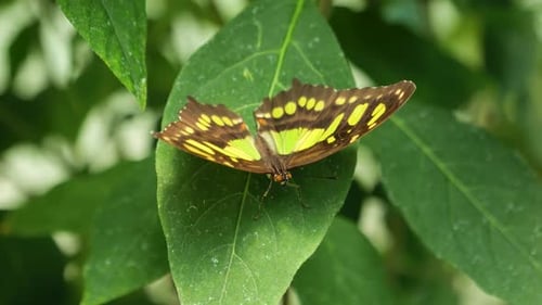 Ein
wunderschöner Schmetterling steht auf einem Blatt, während er seine Flügel bewegt und sich dreht. Es ist eine Nahaufnahme in Oslo