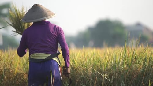 Farmers Harvesting Rice Crop in Lush Field