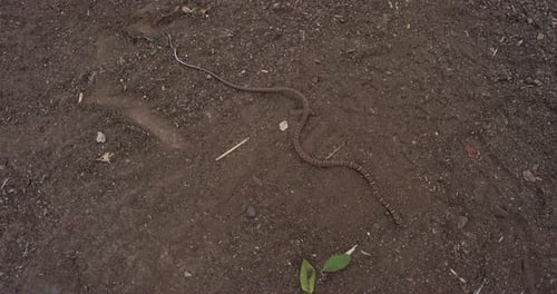 Slither au ralenti : un serpent Kukri commun glisse gracieusement sur le sol.