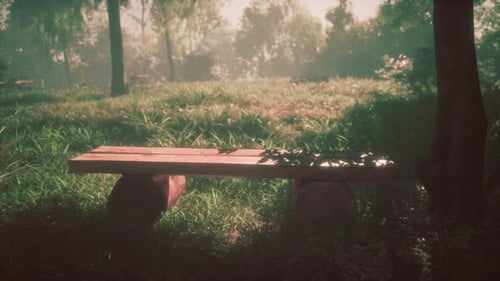 in Nature Next to the Road and Among the Trees is a Bench