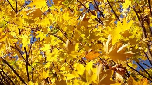 Autumn Tree with Yellow Leaves