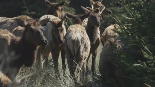 Un groupe de wapitis se tient debout dans un champ d'herbe, mangeant et regardant autour d'eux. Comprend un dollar avec la