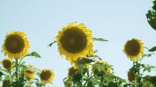 Colorful Sunflowers on the Blue Sky