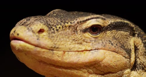lizard blinking close up slomo 4k