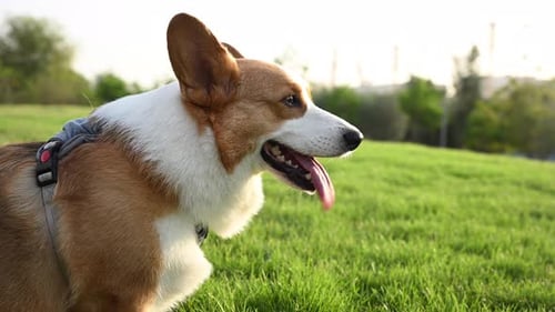 Un perro Corgi marrón y blanco se encuentra en lo alto de un exuberante campo verde