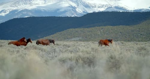 Wildpferd in den Bergen, Filmmusik Landschaft