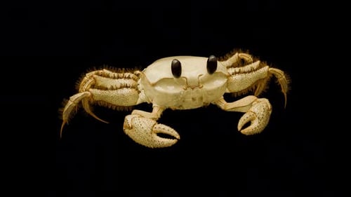 Animated Walking Cartoon Crab Loop