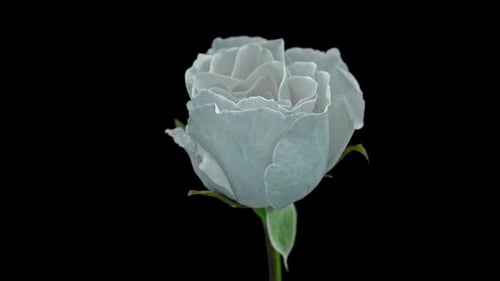 Light Blue Rose in Bloom on Black Background