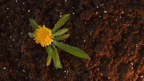 A Yellow Blooming Dandelion with Green Leaves Grows Out of the Ground Cool Top View Spring Fun