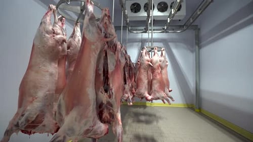 Lamb and mutton meats in the cooling warehouse of the slaughterhouse 4K
