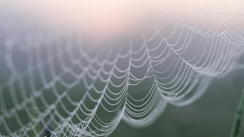 Closeup of Dewy Spider Web Wind is Shaking in Morning Light Delicate Web Strands with Water Droplets