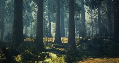 Misty Forest Landscape Reveals Towering Trees Under Soft Sunlight