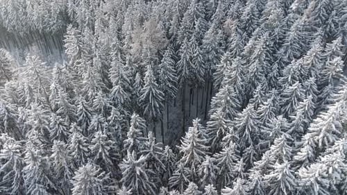 Like scene from holiday Christmas card, forest of white covered trees