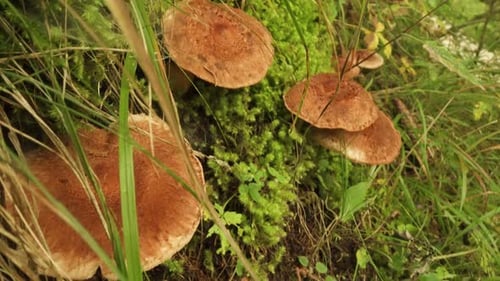 Brown Mushrooms Growing on Moss in Forest