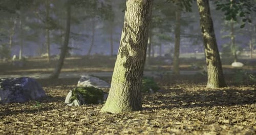 Sunlight Filtering Through Trees in a Peaceful Forest During Autumn Season