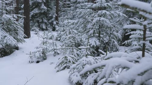 Walking Through a Snowy Forest Among Small Fir Trees Firstperson View