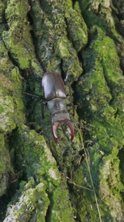 Stag Beetle is crawling downward along rough bark of old oak trunk tree covered with green moss