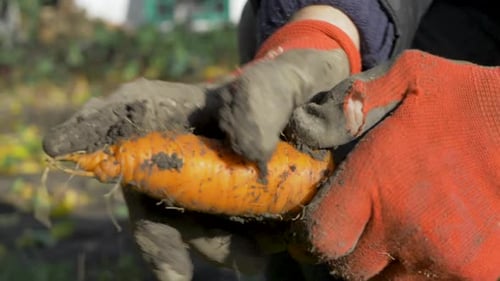 Hands Clean Fresh Carrot in Garden