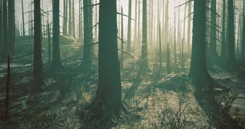 Mysterious Forest Lit By Ethereal Sunlight During Early Morning Hours