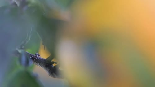Small ants on in thickets of an orange tree