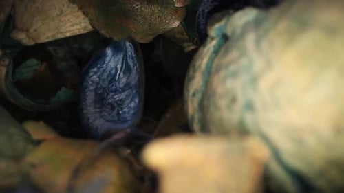 Dried Flowers and Seed Pods Abstract Still Life