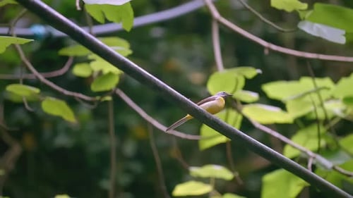 Close Up of a Bird Sitting on a Tree Branch in Summer Forest Creative Small Yellow Bird Flying Away