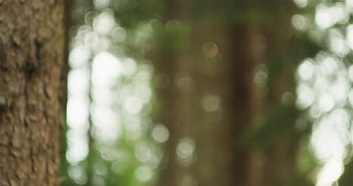 Ein verschwommener Hintergrund eines Sommerwaldes mit Bokeh. Grünes Nadelholz, Baumrinde in Nahaufnahme