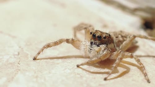 Wilde Salticidae-Spinne krabbelt draußen auf dem Felsen, Nahaufnahme