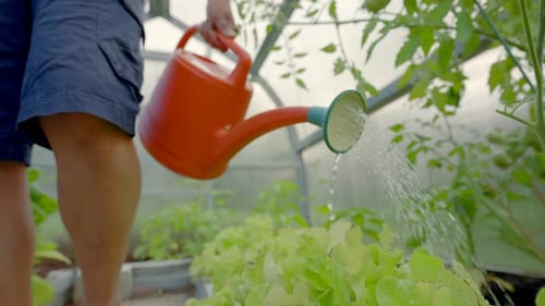 Male Gardener Waters Vegetables on Garden Bed Closeup