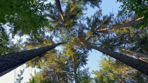 Tree Trunks and Tops Against the Sky Bottom View of a Beautiful Forest with Trees and the Sun