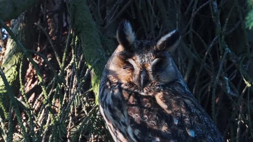 Eurasian Eagle Owl Sleeping on Tree at Sunny Evening, Close Up