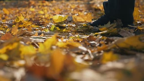 Detail View of Male Foot Stepping on Color Fallen Leaves Man Walking at Autumn Park on Yellow