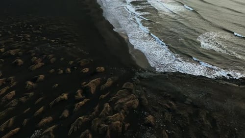 Aerial view tilting over the Stokksnes beach, toward the Vestrahorn mountain in Iceland