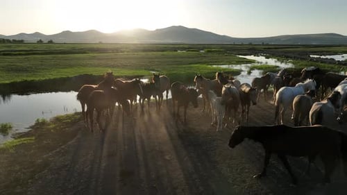 A tranquil herd of horses gathers on a dirt road beside a reflective waterway at golden hour