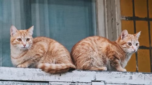 Ginger Cats sentados de forma sincronizada