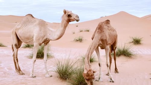 Two Middle Eastern Camels in the Desert in UAE