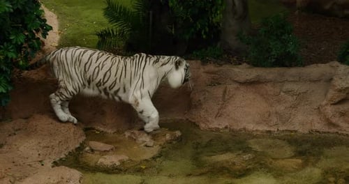 A white tiger stepping into a shallow pool in its enclosure