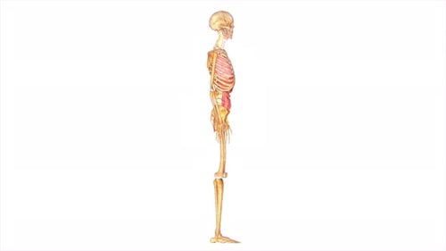 Rotating Human Skeleton and Internal Organs 3D Model